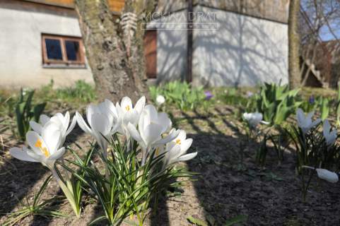 Okazja Podlasie siedlisko 2200 m2 drewniany dom,