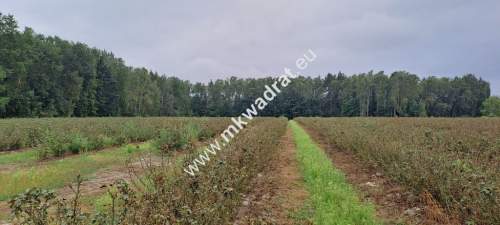 Duża działka, OSIEDLE/USŁUGI, MPZP - OKAzJA 