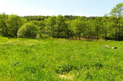 Działki 6100m2 w uroczym zakątku Bircza - las, łąka,staw