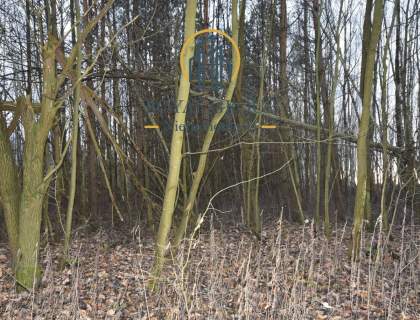 Działka leśna