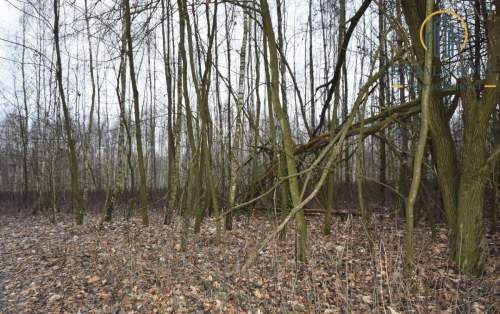 Działka leśna