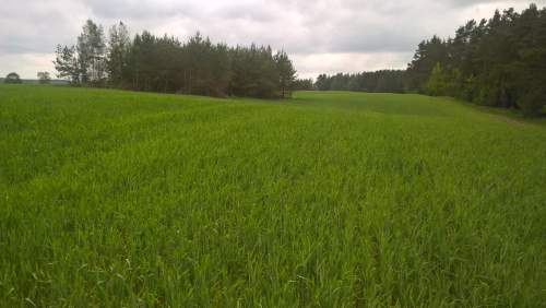 Mazury Stare Juchy działki 3000m2 w okolicach jeziora Garbas