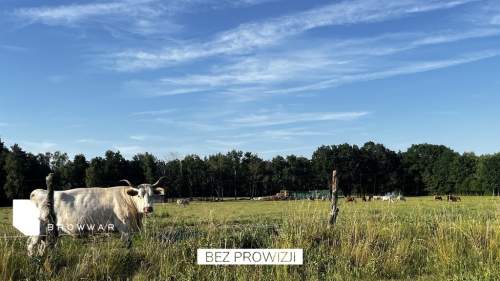 Działka budowlana na granicy Milicza