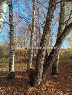 DOM w PIOTRKOWIE TRYBUNALSKIM
