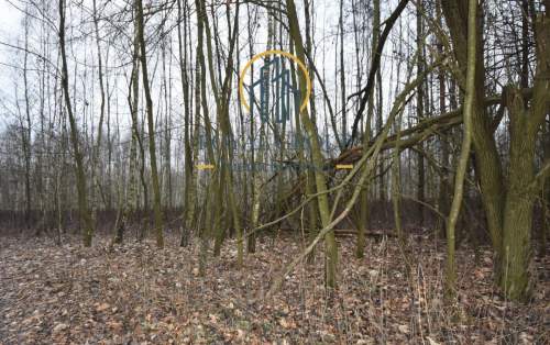 Działka leśna