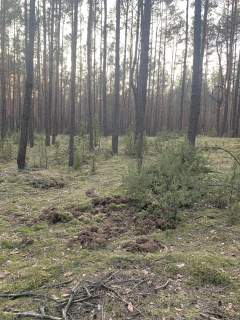 Działka w lesie
