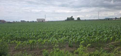 Działka budowlana na sprzedaż, 1000 m2, Rogoż