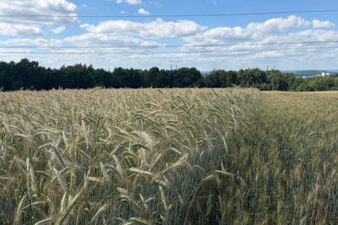 Działka rolna Radziszów gmina Skawina