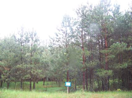 Wszebory 481