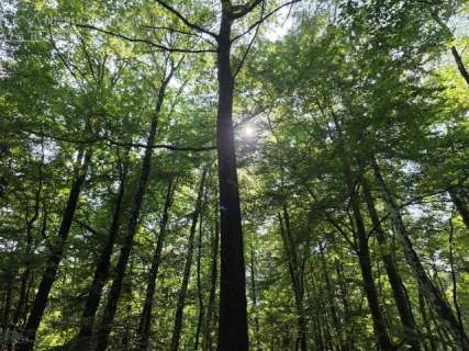 Twój prywatny las blisko Tarnowa - 98 arów spokoju i natury 