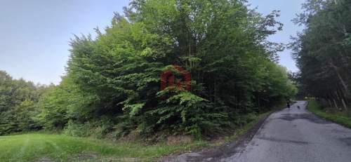 Las 85ar przy stoku narciarski, pomysł na glamping