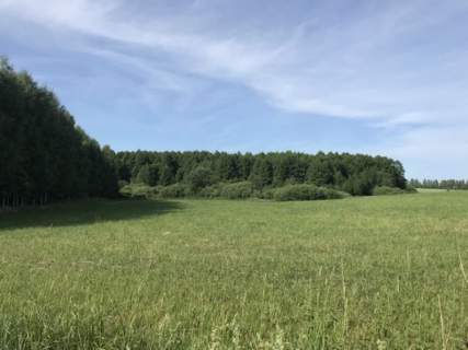 Działki z Warunkami Zabudowy przy lesie Michałki
