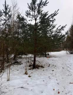 Syndyk sprzeda działki budowlane nad jeziorem w Brodnicy
