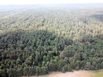Inwestycja w dojrzały las sosnowy 1,85 ha budulec