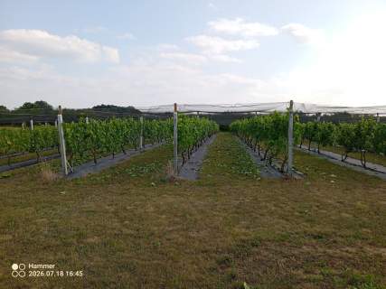 Działka z WZ, linią brzegową jeziora i winnicą