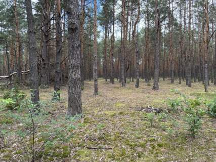 Działka leśna w Ryni, gmina Dobre 6 379 m