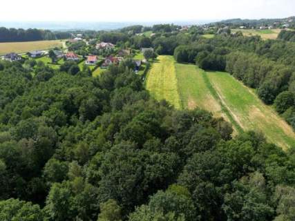 Twój prywatny las blisko Tarnowa - 98 arów spokoju i natury 