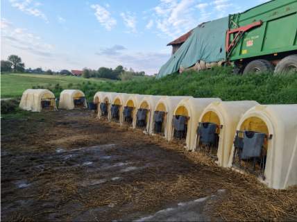 Dochodowe gospodarstwo mleczne, Czerwonka, k/Biskupca.