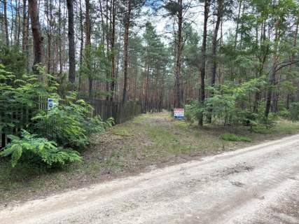 Działka leśna w Ryni, gmina Dobre 6 379 m
