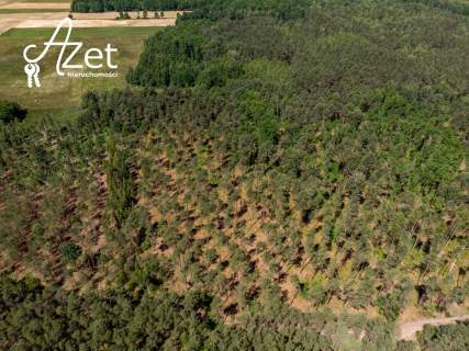 Las mieszany 5,68 ha starodrzew i młoda brzoza