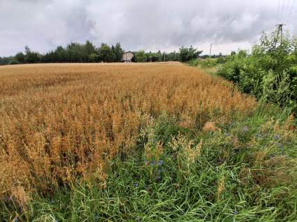 Sprzedam 1,1 hektara w Grońsku. Blisko lasu. Przy drodze.