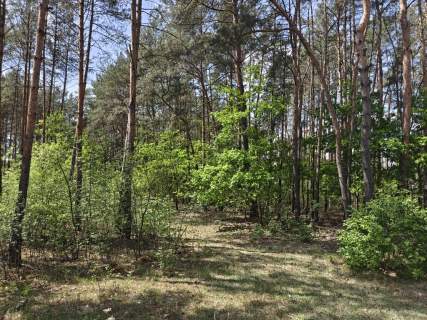 Krzyżówka urokliwa działka z potencjałem