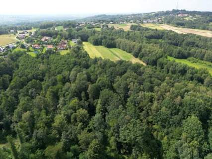 Twój prywatny las blisko Tarnowa - 98 arów spokoju i natury 