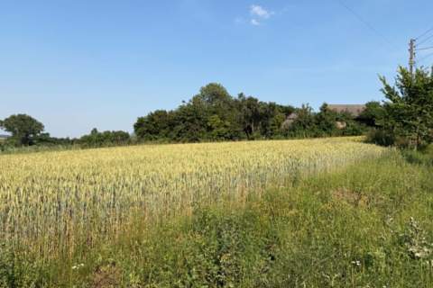 Działka z WZ na sprzedaż Dodów Gm Radziemice