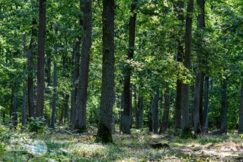 Na sprzedaż las o powierzchni 43,1ha gm.Chmielnik