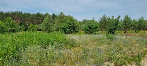 Działka budowlana na sprzedaż, 1000 m2, Żółwin