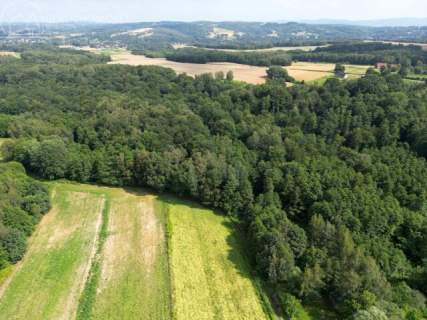 Twój prywatny las blisko Tarnowa - 98 arów spokoju i natury 