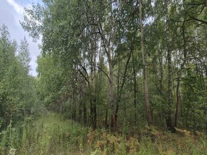 Syndyk sprzeda nieruchomości gruntowe Jachranka