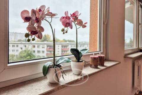 Strzegomska/Balkon/Rozkład/Winda/Media Miejskie