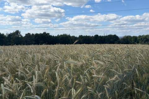 Działka rolna Radziszów gmina Skawina