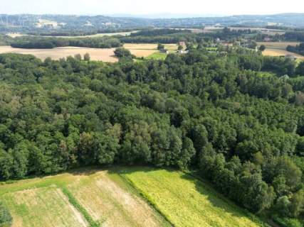 Twój prywatny las blisko Tarnowa - 98 arów spokoju i natury 