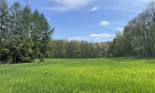 Siedlisko na polanie, pod stadninę lub agroturystykę, 30 min