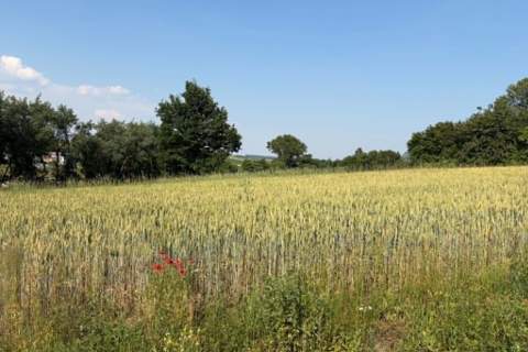 Działka z WZ na sprzedaż Dodów Gm Radziemice
