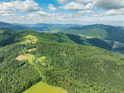 Las w Krościenku nad Dunajcem