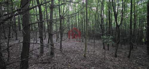 Las 85ar przy stoku narciarski, pomysł na glamping