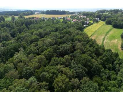 Twój prywatny las blisko Tarnowa - 98 arów spokoju i natury 