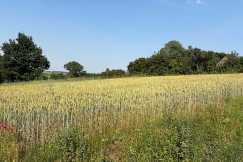 Działka z WZ na sprzedaż Dodów Gm Radziemice