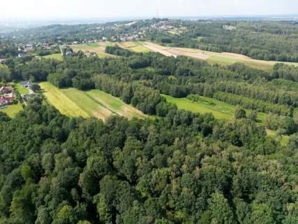 Twój prywatny las blisko Tarnowa - 98 arów spokoju i natury 