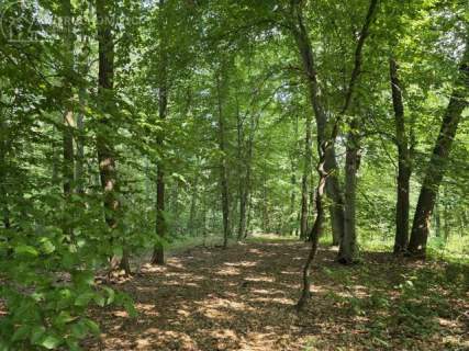 Twój prywatny las blisko Tarnowa - 98 arów spokoju i natury 