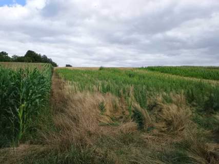 Działka rolna okolica Widnej Góry zagrodowa