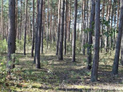 Działka rekreacyjna na sprzedaż, 6800 m2, Michałówek