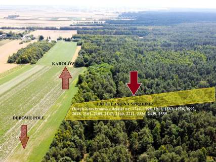Inwestycja w dojrzały las sosnowy 1,85 ha budulec
