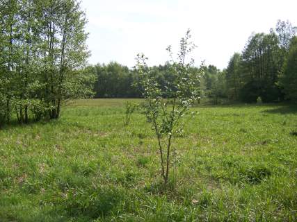 Działka Jaworek 215