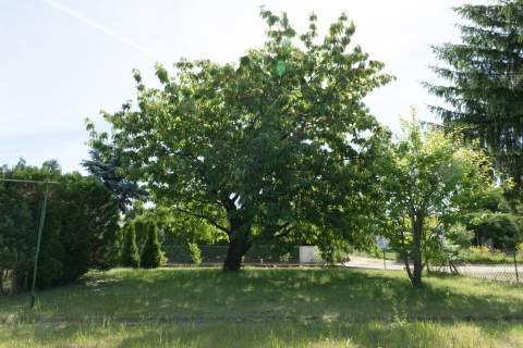 Narożna działka ROD Bukowska 236