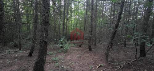Las 85ar przy stoku narciarski, pomysł na glamping