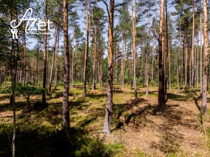 Las mieszany 5,68 ha starodrzew i młoda brzoza
